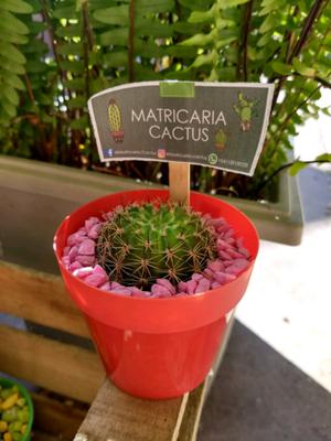 Cactus, Maceta n°8