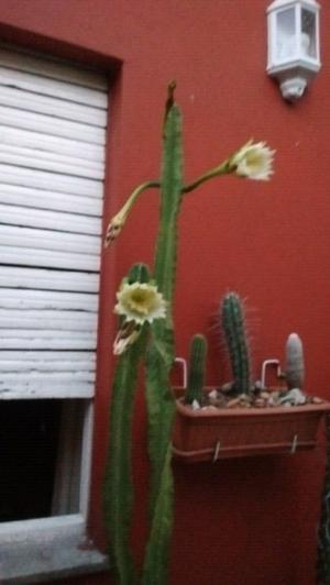 Cactus cereus con flores