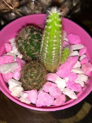 Cactus en Maceta n°8