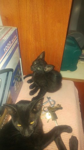 Gatitos En Adopcion. Gatito Negro.