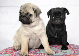 PUG CARLINOS con FCA