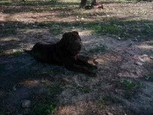 Sharpei Macho 9 meses chocolate