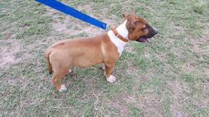 URGENTE VENDO BULL TERRIER