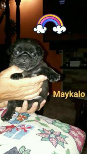 carlino pug machos negros