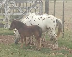 vendo pony miniatura