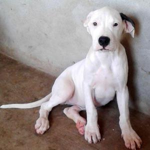 Cachorra Dogo Argentino Con Papeles Hermosa