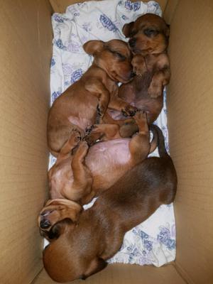 Exelentes cachorros salchichas kaninchen