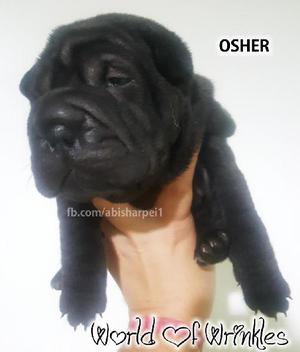 Shar Pei Cachorros con FCA.