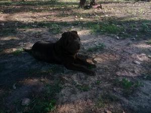 Sharpei Macho 9 meses chocolate