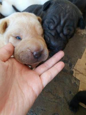 Vendo Cachorros Shar Pie Puros