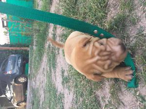 Vendo cachorro Shar Pei puro
