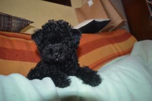 Vendo caniche toy