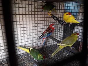 kakariki arlequin Y amarillo pto x cambio de sangre