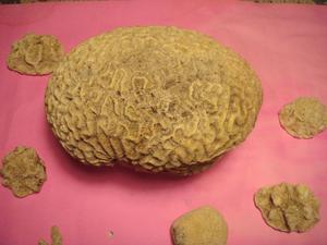 CORAL CEREBRO 1