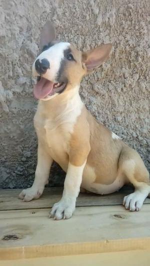 Cachorra bull terrier hembra con FCA