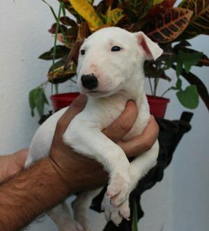 Cachorros Bull Terrier