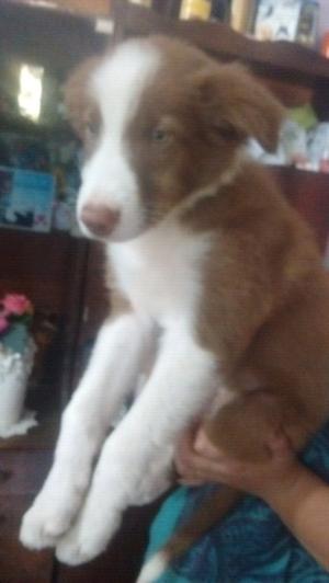 Cachorros border collie