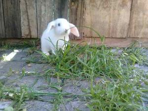 Conejitos Holland Lop Orejas Caidas