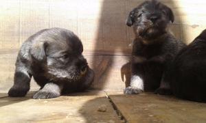 SCHNAUZER MINI SAL Y PIMIENTA!!! TARJETAS/ENVIOS