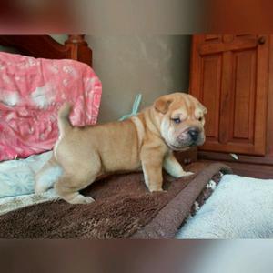 Shar pei listo para entregar