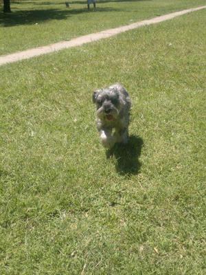 Vendo Cachorros Schnauzer Standard (no mini, no gigante)