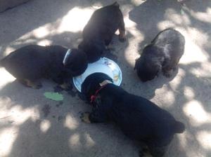 rottweiler cachorros puros rotwailer