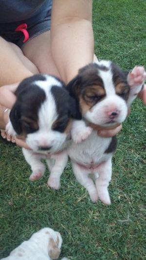 Cachorro beagle hembras