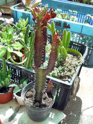 Euphorbia trigona rubra grande maceta 12