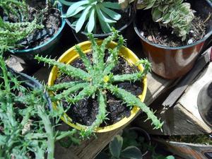 Planta Suculenta Euphorbia Medusae M10