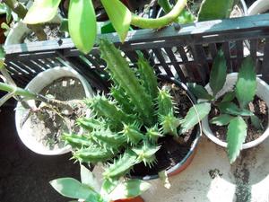 Planta Suculenta Huernia Maceta 10