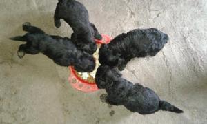 Vendo hermosos cachorros cruza shorky/caniche toy $400