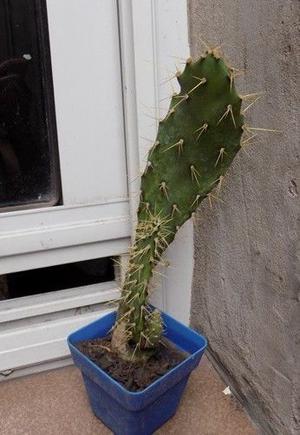 opuntia engelmanii maceta 6