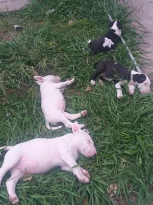 Bull terrier cachorros con FCA hermosos.mach y hembras