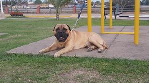 Bullmastiff macho