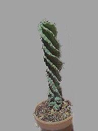 CACTUS INMENSO(no es pygeom africanum, ni asientus sugra!)