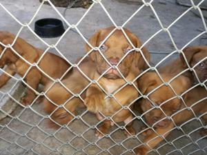 Cachorros Dogo de Burdeos