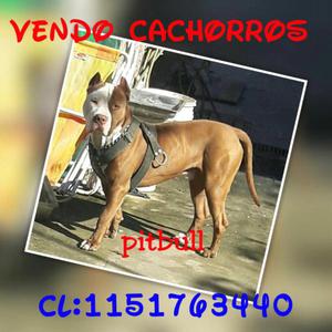 Cachorros pitbull hemosos