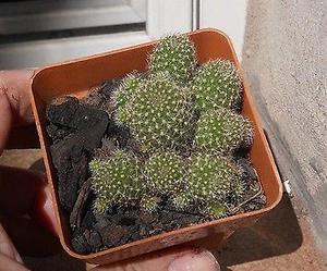 Cactus echinopsis chamaecereus M 6