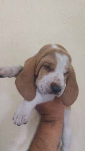 HERMOSOS CACHORROS BASSET HOUND