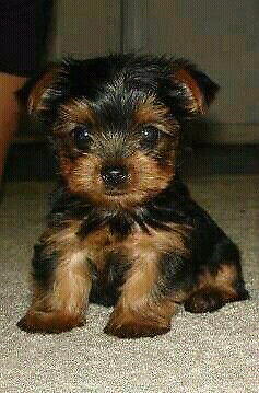 HERMOSOS YORKSHIRE TERRIER MINI!!!