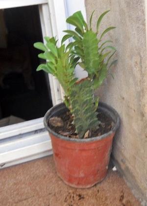 Planta Suculenta Euphorbia trigona grande con hijos M 9