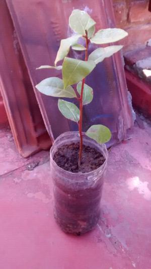 Plantin de laurel comestible