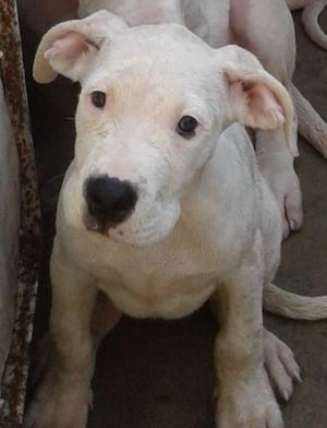 Vendo Cachorro Dogo Argentino Hermoso