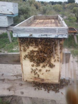 Vendo Núcleos de abejas