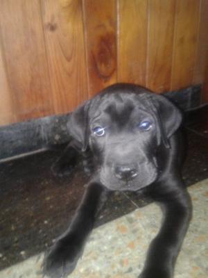 Vendo cachorror mestizo bóxer con sharpei pei