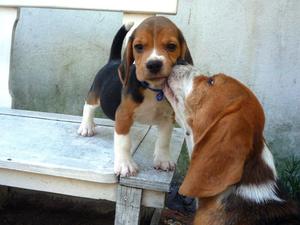 beagles cachorro macho y hembra