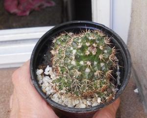 cactus mammilaria polythele inermis monstrose M 10