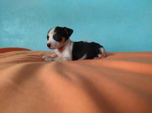 jack russell hembra