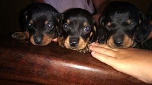 perros salchichas mini. 4000$ tel 1166964297