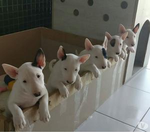 Bull terrier cachorros